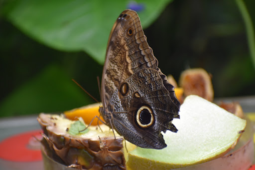 Butterfly Pavilion Tickets [2026] - Promos, Prices, Reviews ...
