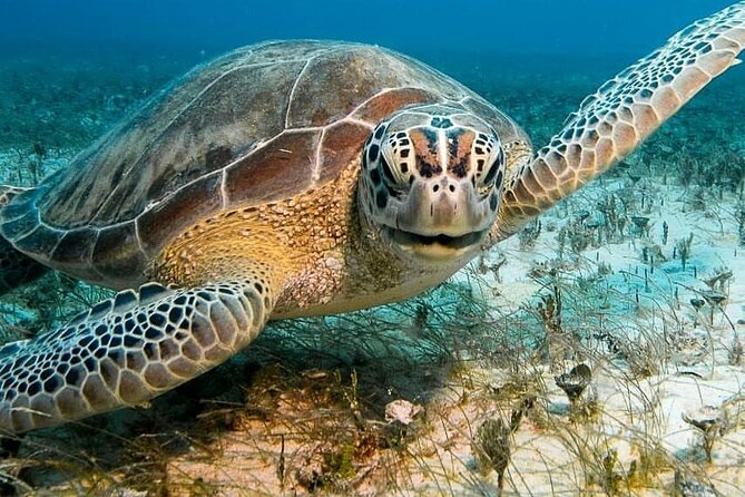 Even I could do it! - Review of Seabob Aruba, Noord, Aruba ...