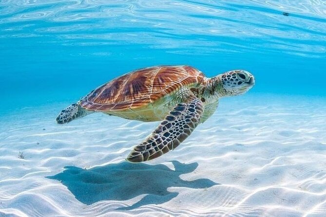 Even I could do it! - Review of Seabob Aruba, Noord, Aruba ...